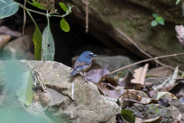 Snowy-browed flycatcher or Ficedula hyperythra seen in Rongtong in West Bengal