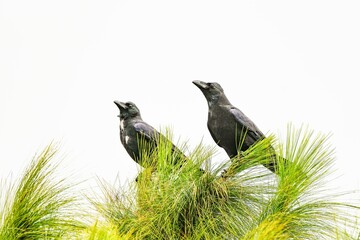 Black ravens standing at the top of a green pine tree under the cloudy sky