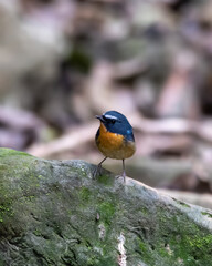 Snowy-browed flycatcher or Ficedula hyperythra seen in Rongtong in West Bengal