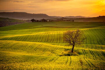 beautiful  view tuscan landscape panorama wth tree in canola field in tuscany italy with hills meadows and cypress trees. europe italian tourism travel concept background