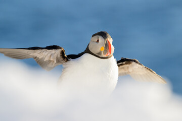 Atlantic puffin (Fratercula arctica) in snow at Hornøya island, Norway
