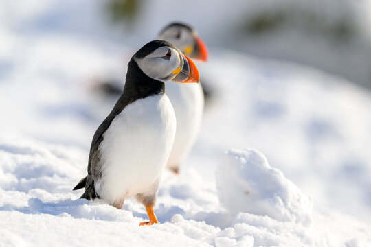 Atlantic puffin (Fratercula arctica) in snow at Horn&oslash;ya island, Norway