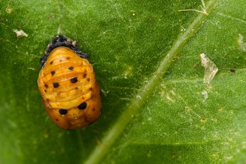 Closeup shot of a pupa of ladybug harmonia on a green leaf