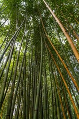 Vertical shot of a forest full of bamboo trees during the day