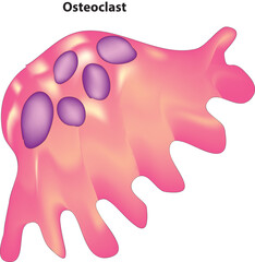 Osteoclast cell 