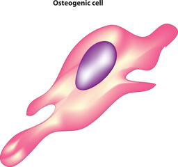 Osteogenic cell