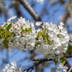 Grappe de fleurs blanches sur un arbre au printemps