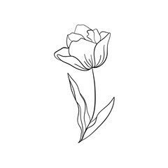 Tulip flower line art. Minimalist outline drawing. Single line drawing. Vector isolated floral elements. © Anastasya