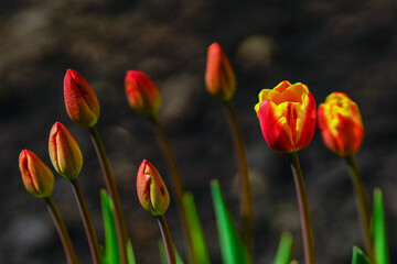 Bright multi-colored tulips in the spring park.