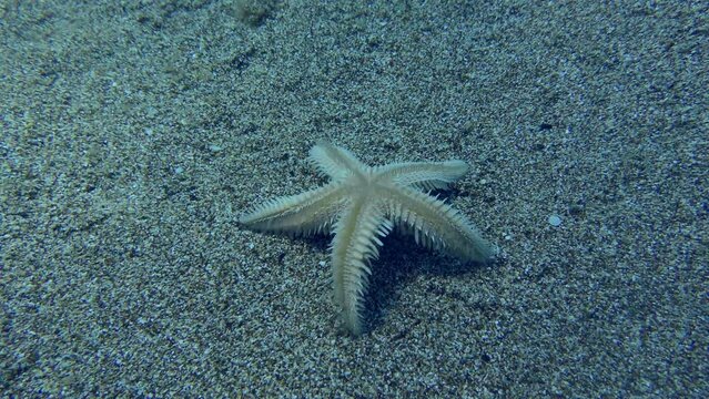 Inverted Sand Starfish or Slender sea star (Astropecten spinulosus) returns to horizontal position, time-lapse.