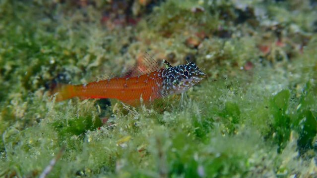 Underwater scene: Bright red male Black Faced Blenny (Tripterygion melanurum) looks for food on a rock overgrown with green algae, close-up. Mediterranean, Greece.