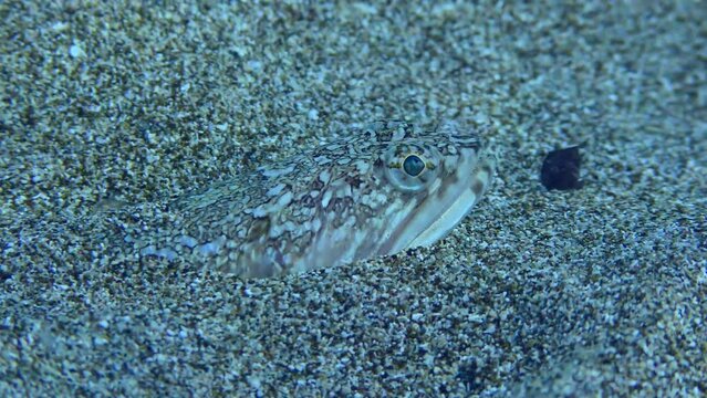 Atlantic Lizardfish or Bluestriped Lizard (Synodus saurus) buried in the sandy bottom, close-up. Mediterranean, Greece.