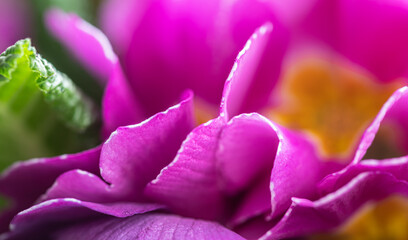 Fototapeta na wymiar Primula, beautiful spring flower