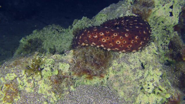 Sea life: Variable Sea Cucumber (Holothuria sanctori) slowly crawling over a rock on the seabed, speed х 4.