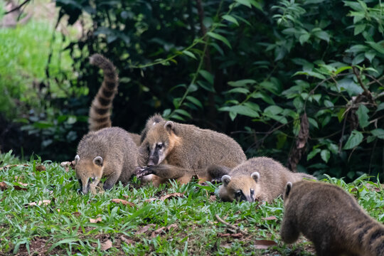 Coaties en cataratas del iguszu