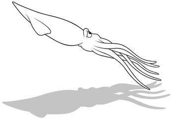 Drawing of a Floating Squid from the Side View
