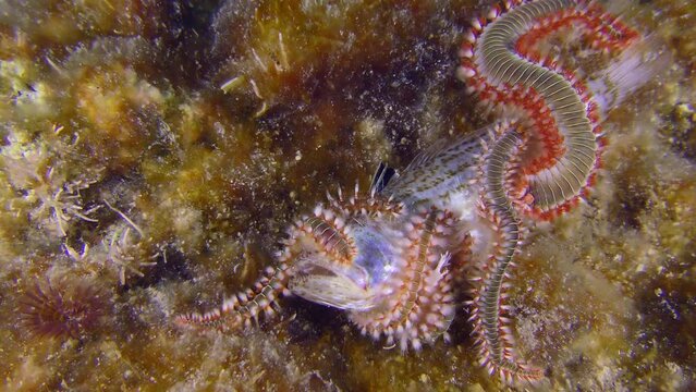 Sea life: Several poisonous Bearded fireworms (Hermodice carunculata) are attracted by the smell of dead fish.