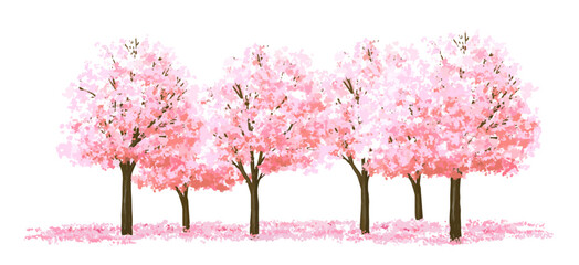 Vector watercolor of blooming Sakura tree  side view isolated on white background for landscape and architecture drawing, elements for environment and garden, painting botanical for exterior section