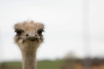 Closeup of the ostrich (Struthio camelus) head looking ahead on a blurry background