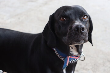 black dog portrait