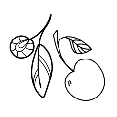 Cherry set, sweet cherry handmade minimalistic doodle drawing, graceful plants