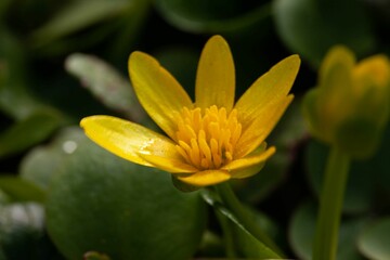 Closeup of a delicate yellow Lesser celandine (Ficaria verna) with leaves on the blurred background