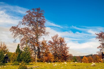 Grassy field with trees and rocks against the cloudy blue sky