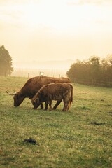 Closeup of brown Highland cattle in green pasture in valley in Upper Bavaria.