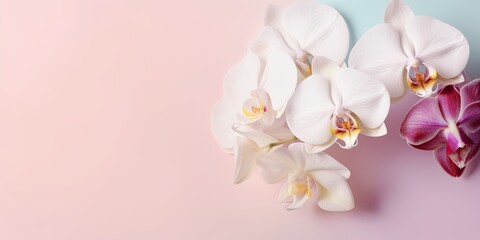 Fototapeta na wymiar Orchids on Pastel Background with Copy Space for Text 