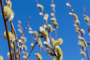 Fluffy soft willow buds