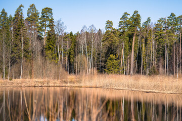 Obraz premium The reflection of the trees in the water