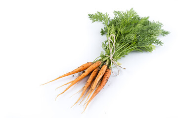 freshly picked carrots