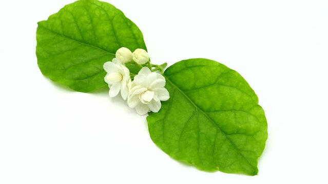 Blossom Jasmine Sambac Rotating On White Background. 4K