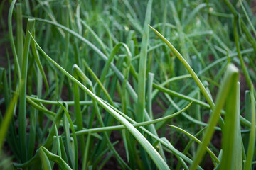 Close up of green onions growing in field