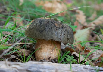 Closeup of a Boletus aereus or the dark cep or bronze bolete mushroom surrounded by grass