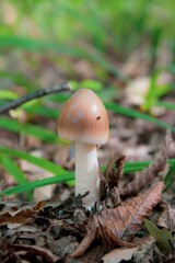 Edible mushroom Amanita crocea growing in the leaves in the forest