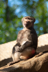 female baboon sitting on a stone