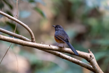 White-rumped shama or Copsychus malabaricus seen in Rongtong, West Bengal, India