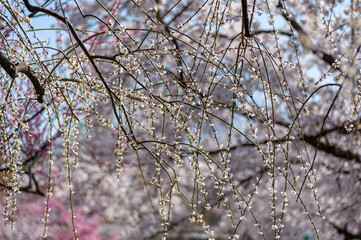 満開の垂れ桜