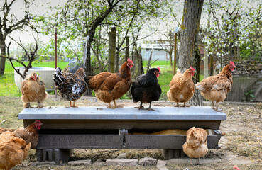 Hens in the farm