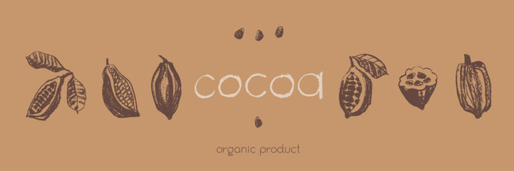 Vintage Cocoa bean emblem. Hand drawn sketch vector Cacao beans icon. Old fashioned illustrations of Cocoa beans isolated. Bean to Bar cacao. Organic product doodle. Label chocolate. Retro style badge