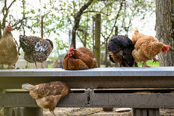 Chickens in the farm