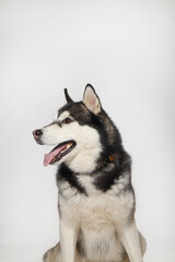 A black Siberian Husky boy is sitting on a white background