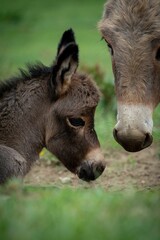 Naklejka na ściany i meble Closeup of an Aniatina and North American baby donkeys against the green background