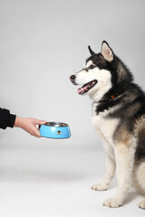 Black Siberian Husky boy with a blue plate on a white background