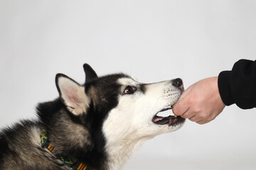 Black Siberian Husky boy eating a treat on a white background