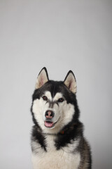 A black Siberian Husky boy is sitting on a white background. Portrait