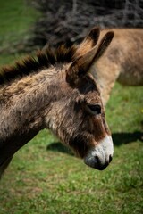 Naklejka na ściany i meble Closeup of a baby mule against the green background