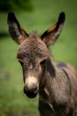 Fototapeta premium Closeup of a North American baby donkey against the green background