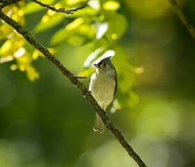 Beautiful shot of a tufted titmouse perched on a tree